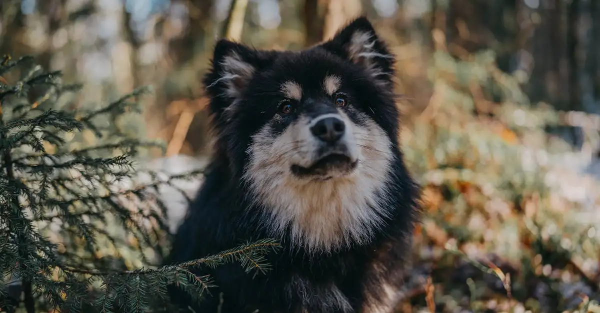 Waar mogen honden loslopen in Rotterdam? Ontdek de regels