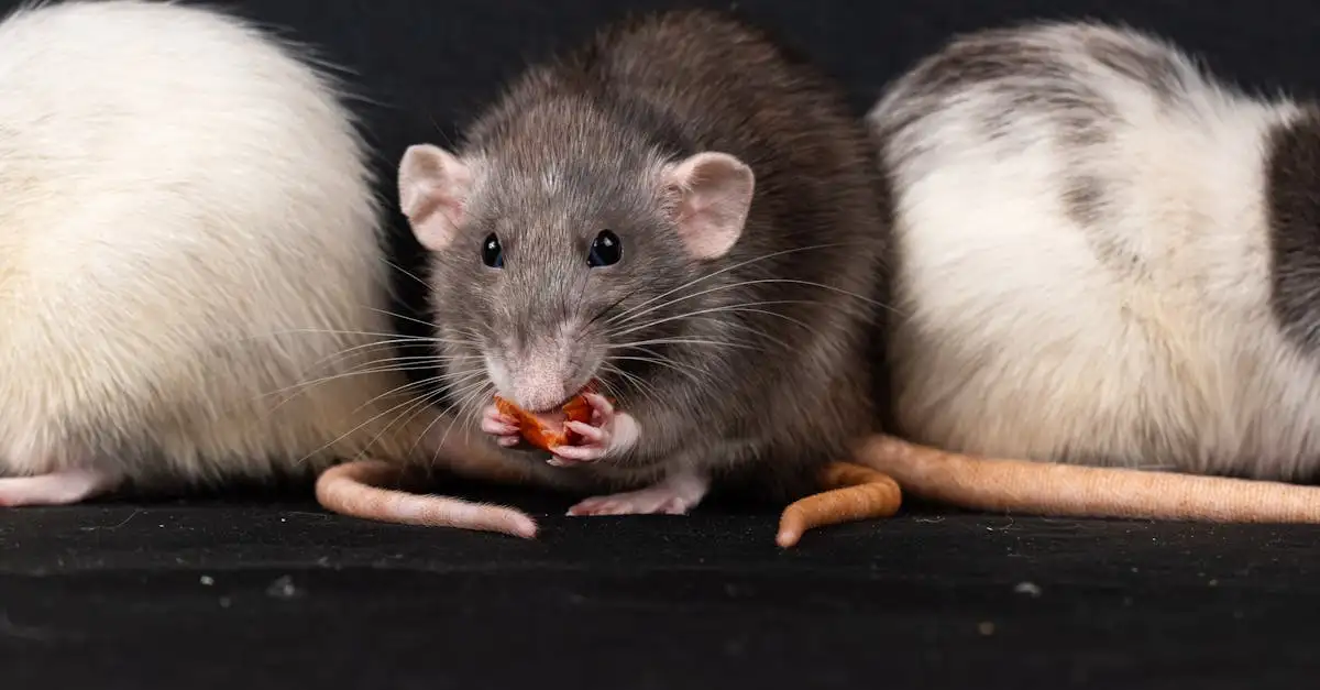 Waarom zijn er zoveel ratten in Rotterdam?